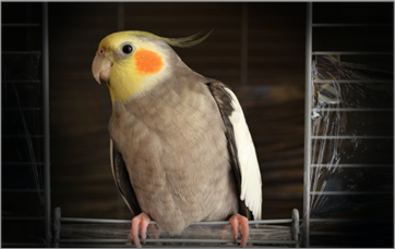 A cockatiel perched in its cage