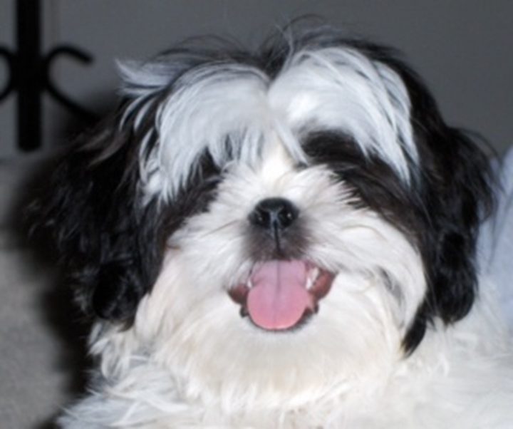 A happy black and white dog