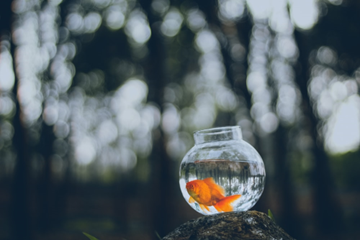 A goldfish in a round bowl