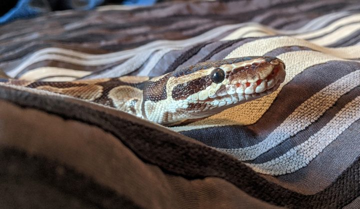 A snake resting on a blanket